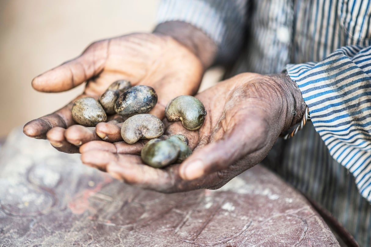 En 2017, le pays a exporté 40	000 tonnes de noix de cajou brutes © Sylvain Cherkaoui pour Jeune Afrique