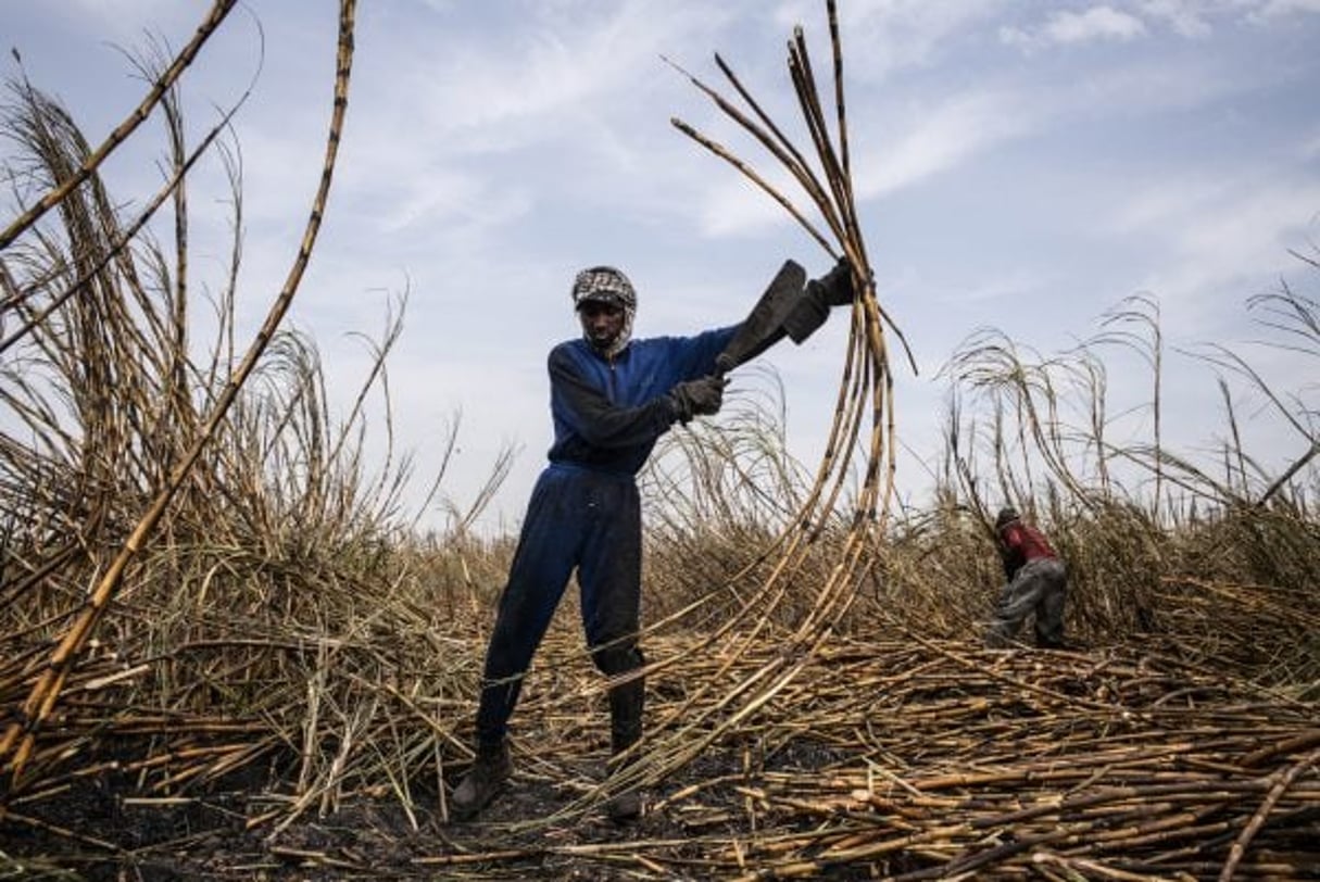 Coupeurs de canne dans une exploitation de la Compagnie sucrière sénégalaise. © Sylvain Cherkaoui pour JA