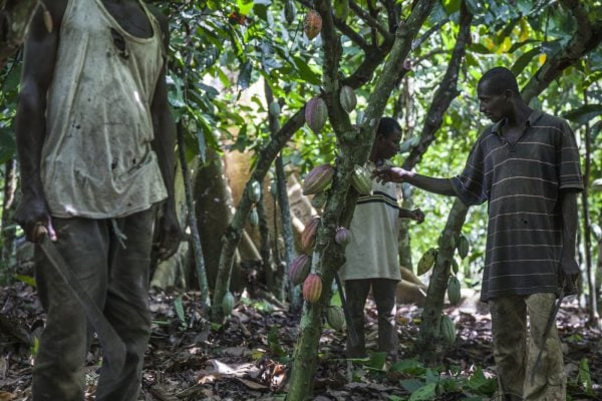 Récolte du cacao à Agboville, à 70 km au nord d’Abidjan. © José Cendon/Bloomberg via Getty Images