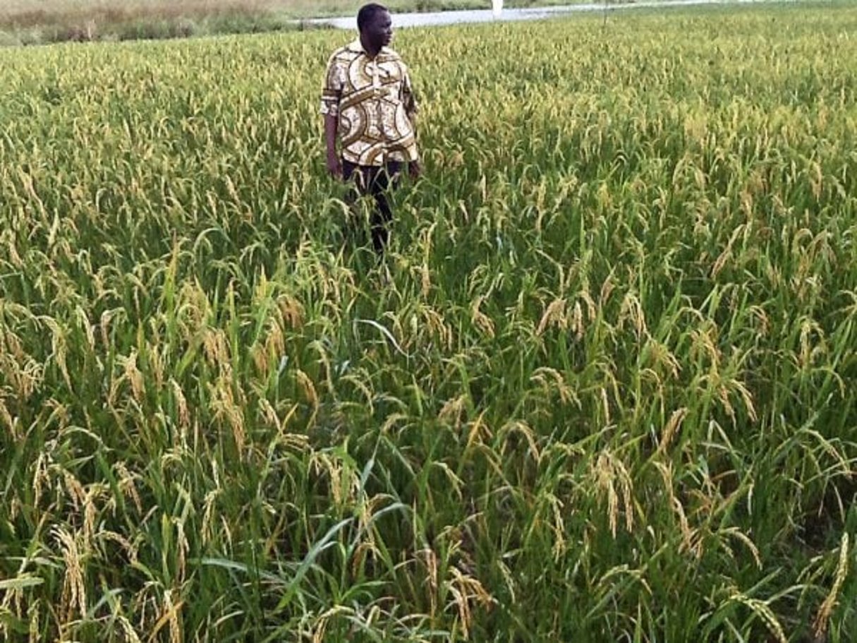 Abdoulaye Sawadogo, directeur de Nafaso, dans un de ses champs de riz pluvial. © DR