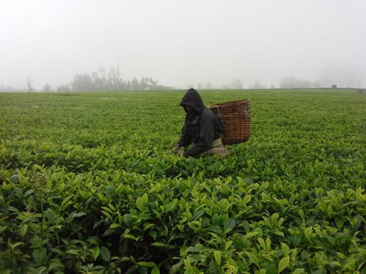 Une plantation de thé de KTDA © KTDA