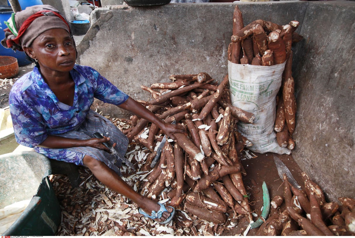 Des plants de manioc, au Nigeria. © Sunday Alamba/AP/SIPA