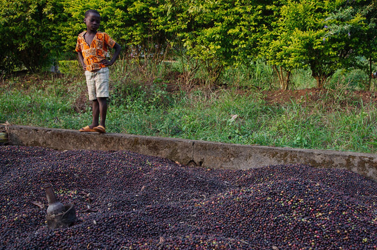 Séchage du café dans le centre du Cameroun, en 2016 © Creative Commons / Flickr / Eric Robert