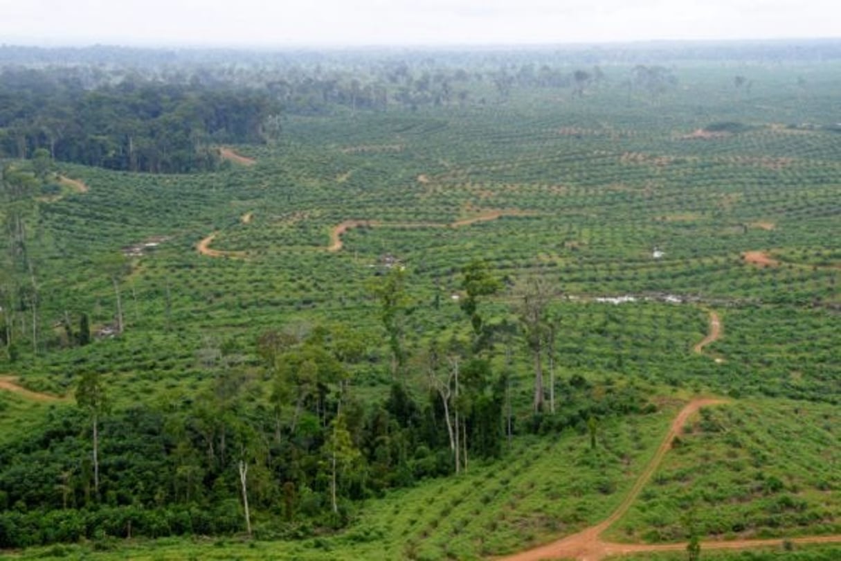 Olam est entre autres actif dans l’agriculture et la gestion des forêts au Gabon. © AFP/Archives / XAVIER BOURGOIS