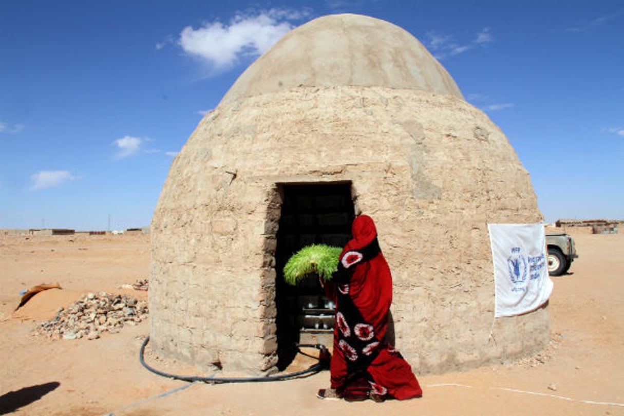 Une femme sahraouie avec du fourrage frais. © Programme alimentaire mondiale des Nations Unies