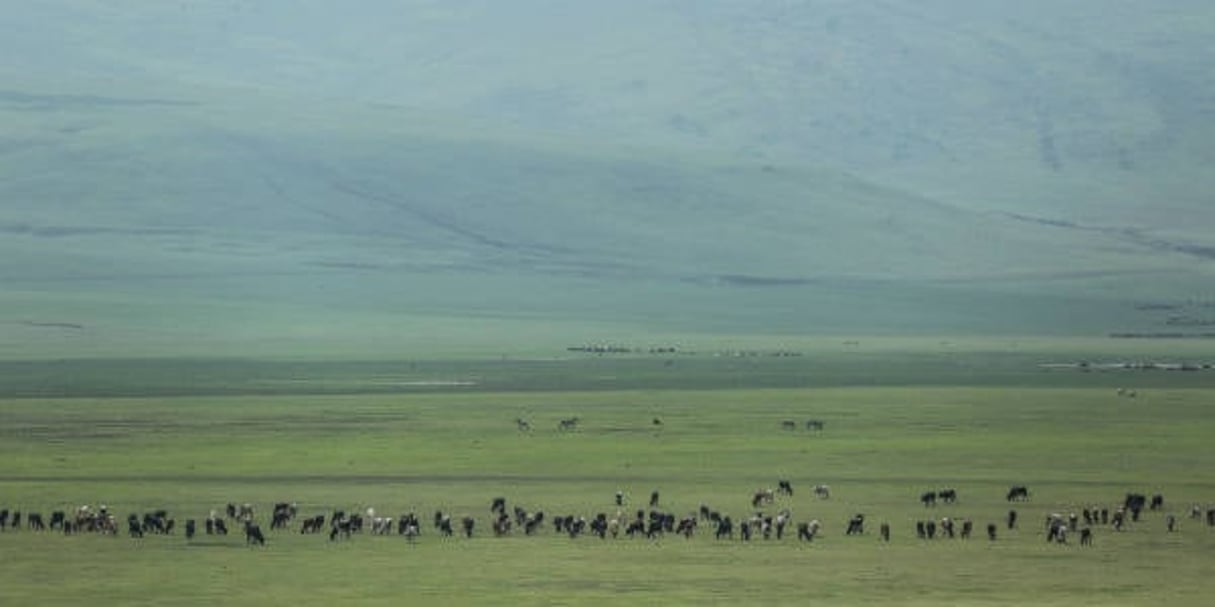 La réserve de Ngorongoro, dans le nord de la Tanzanie, en 2015. © Mosa’ab Elshamy/AP/SIPA