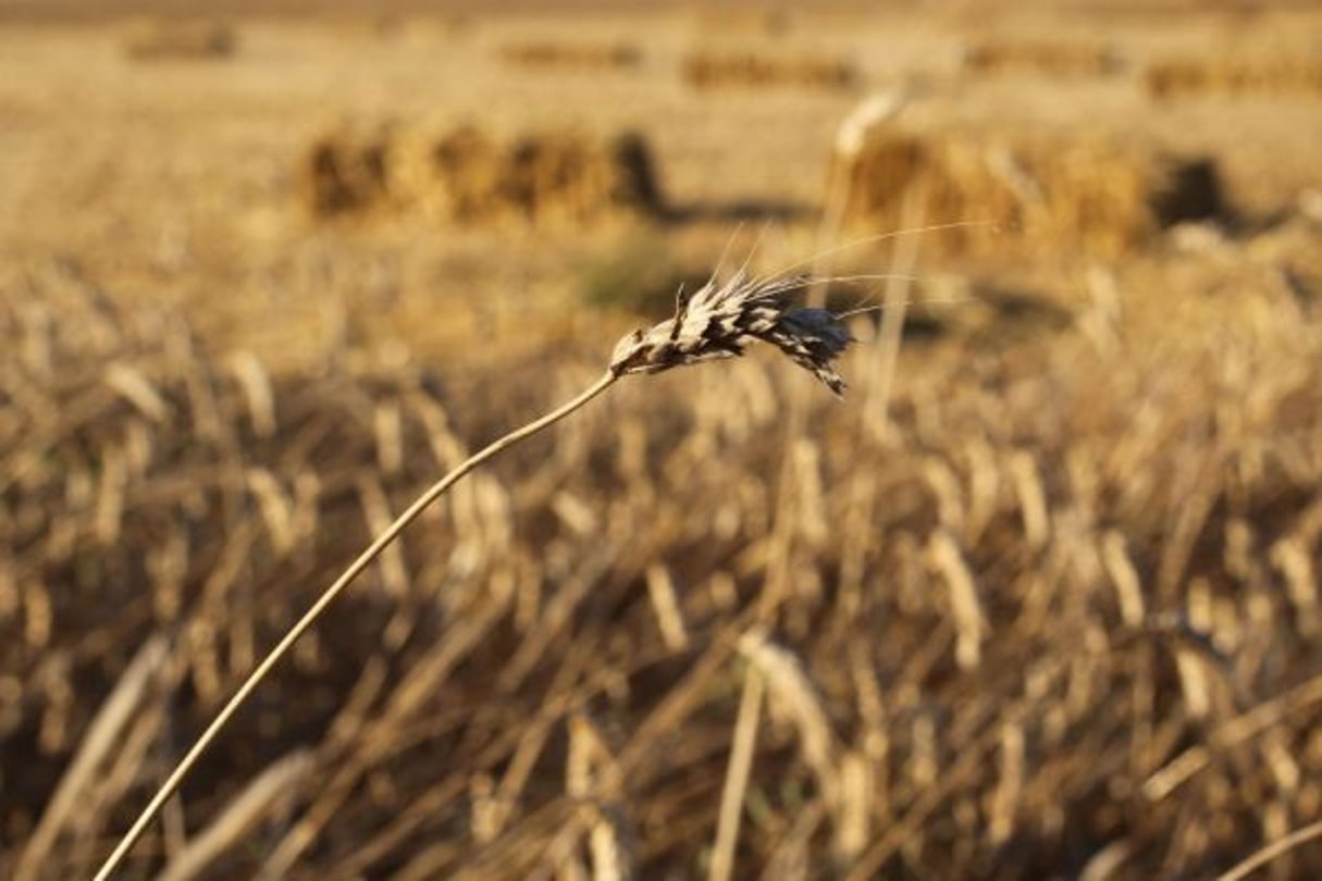 Dans un champs de blé à Kalaat El-Andlous, près de Tunis. © Mohamed Hammi/SIPA