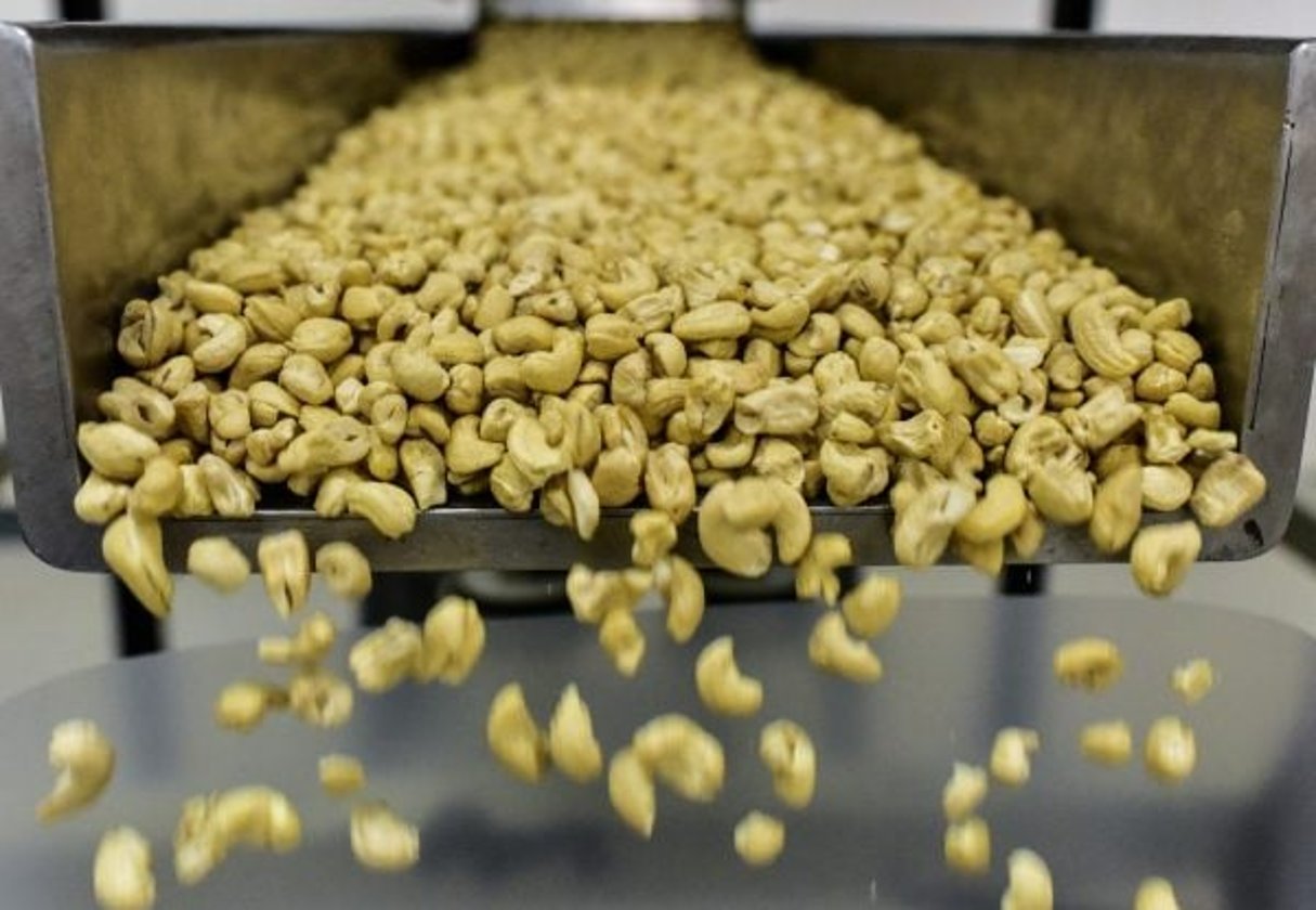 La Côte d’Ivoire est le premier producteur mondial de noix de cajou depuis deux ans. © AFP
