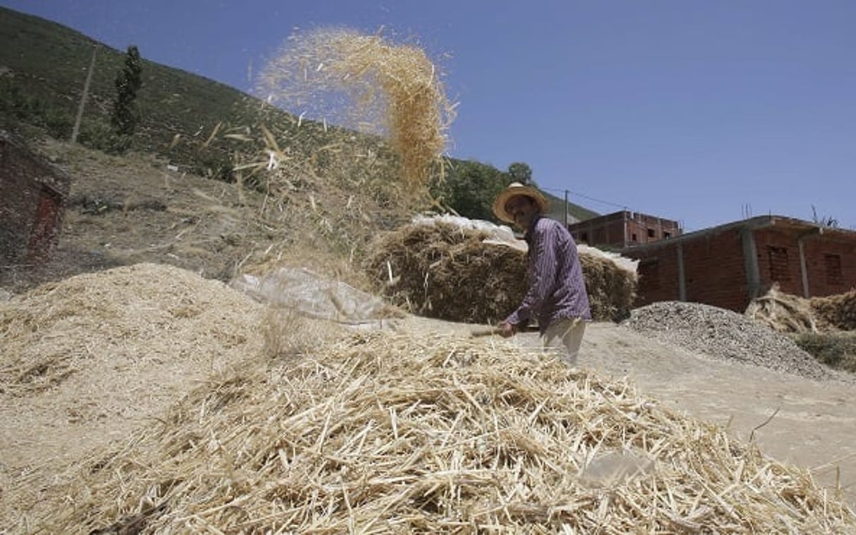 Récolte de blé à Cherafat, à 300 km de Rabat. © Adel Hana/AP/SIPA