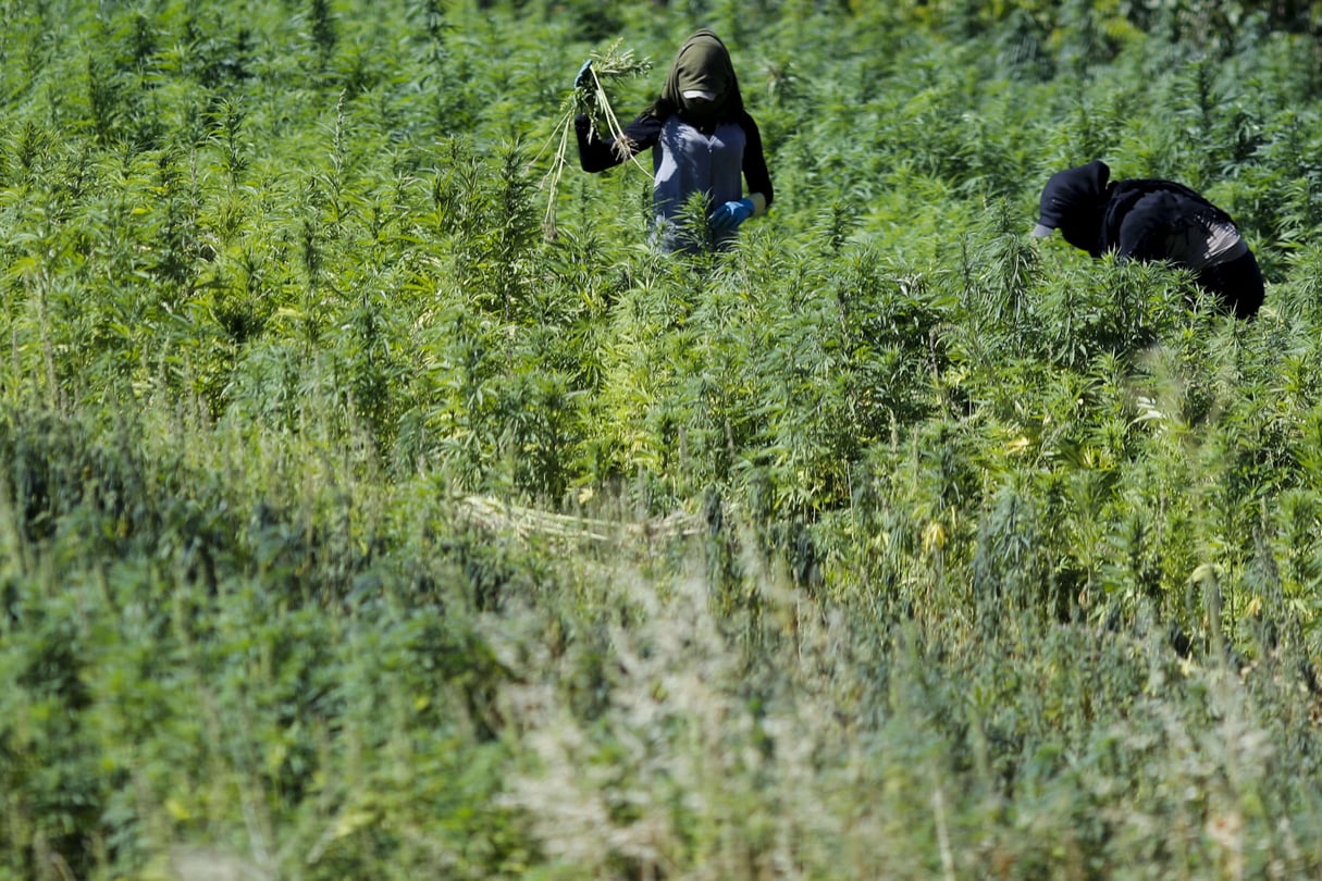 Des travailleurs masqués dans un champ de cannabis dans le village de Yammoune, à 25 kilomètres au nord-ouest de la ville de Baalbek, dans la vallée de la Bekaa au Liban. &copy; Hassan Ammar/AP/SIPA