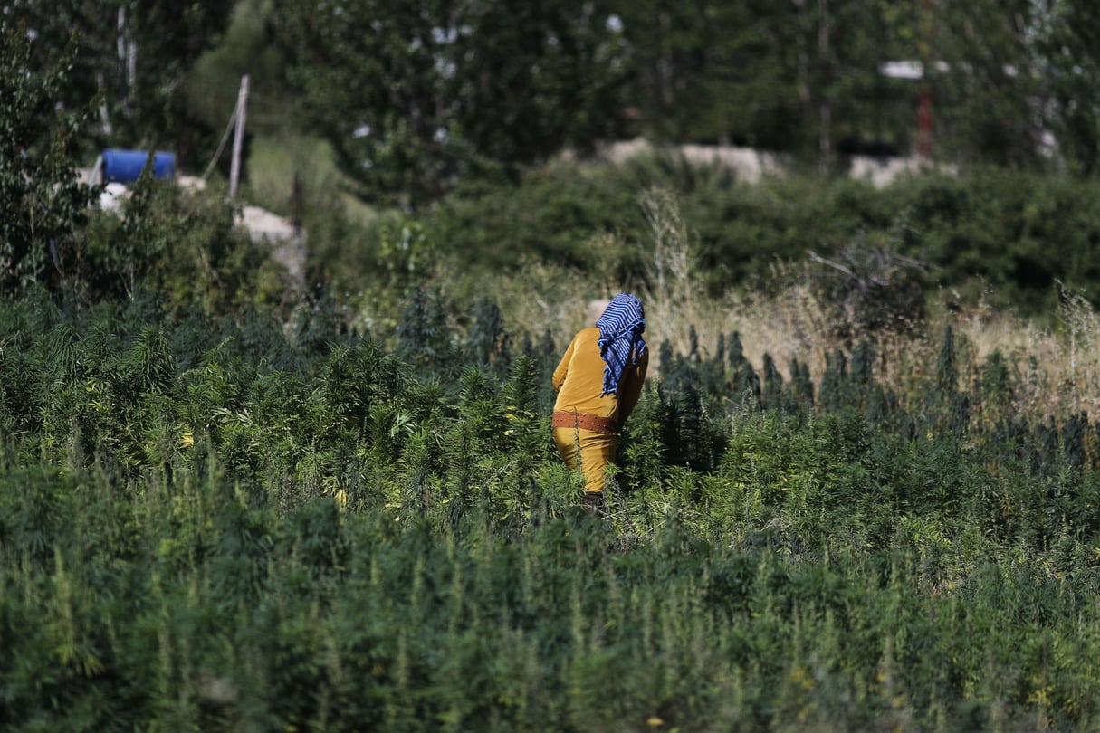 Un champ de cannabis du village de Yammoune, à 25 kilomètres au nord-ouest de la ville de Baalbek, dans la vallée de la Bekaa au Liban. © Hassan Ammar/AP/SIPA