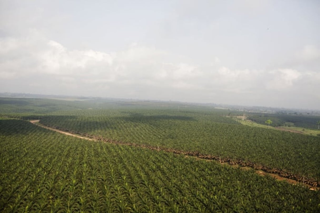 Palmeraie en Côte d’Ivoire (photo d’illustration). © Camille Millerand pour JA