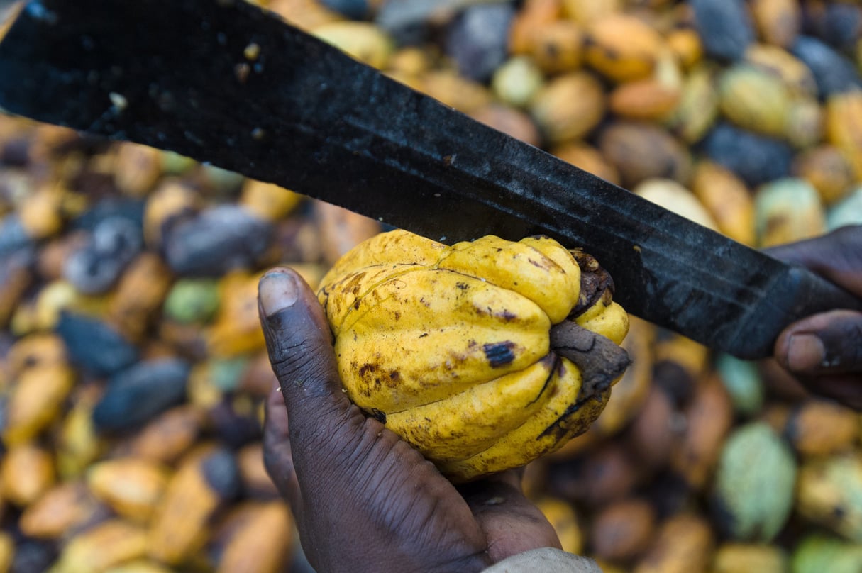 A cocoa farmer uses a machete to split open a cocoa pod and extract the beans during harvest time. africa crops food agricultural methods agriculture labour &copy; Nyani QUARMYNE/PANOS-REA