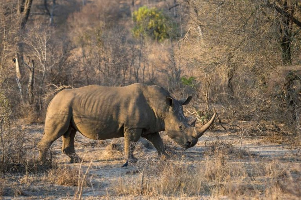 Un rhinocéros blanc dans le parc national Kruger, en Afrique du Sud, le 20 août 2018. © WIKUS DE WET / AFP