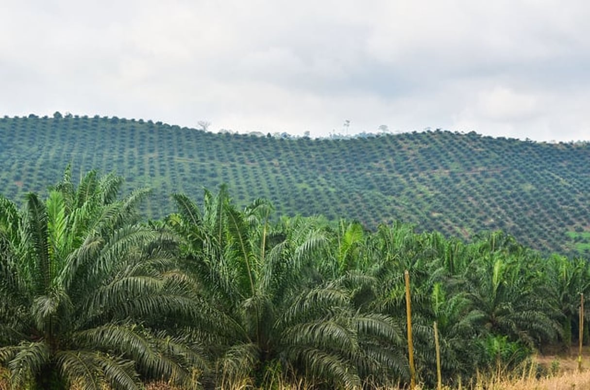 Des plantations près de Limbe, au Cameroun, en 2013 (illustration). © Creative Commons / Flickr / jbdodane