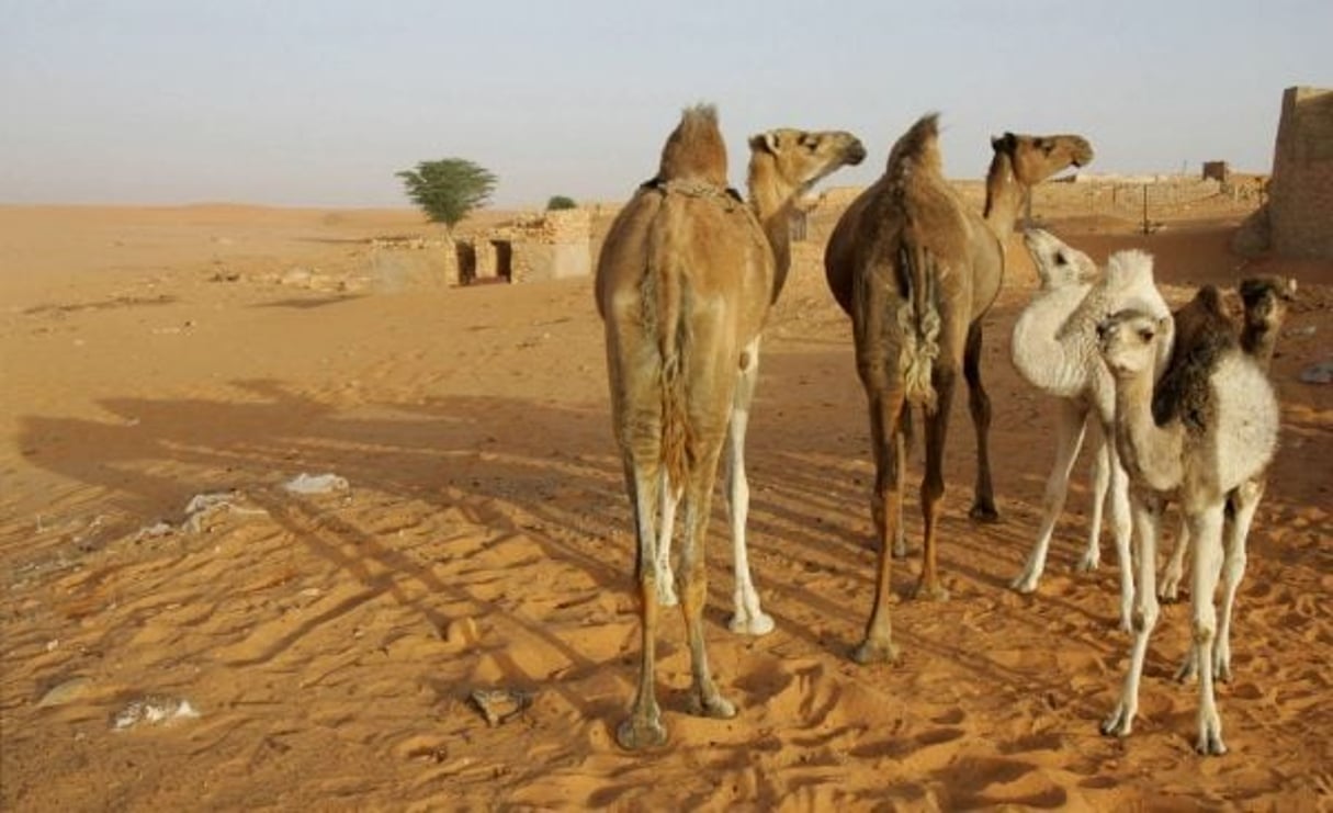 Chameaux dans le désert, près de Chinguetti, en Mauritanie (image d’illustration). © SCHALK VAN ZUYDAM/AP/SIPA