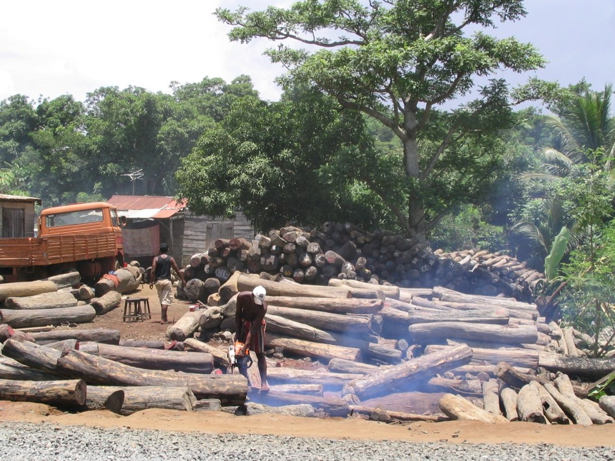 Des rondins de bois de rose illégalement coupés à Masoala et Marojejy à Antalaha, Madagascar. © Wikimedia Commons