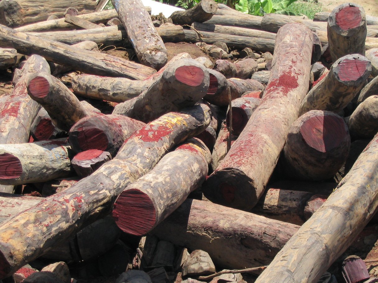 Stocks illégaux de bois de rose à Antalaha, à Madagascar. &copy; Wikimedia Commons