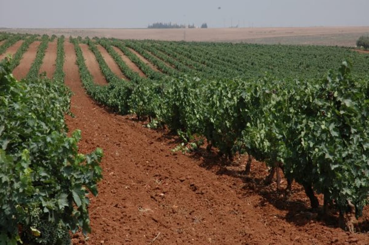 Des vignes dans la région de Meknès, en juillet 2015. © Wikipédia/CC/Raoul RIVES