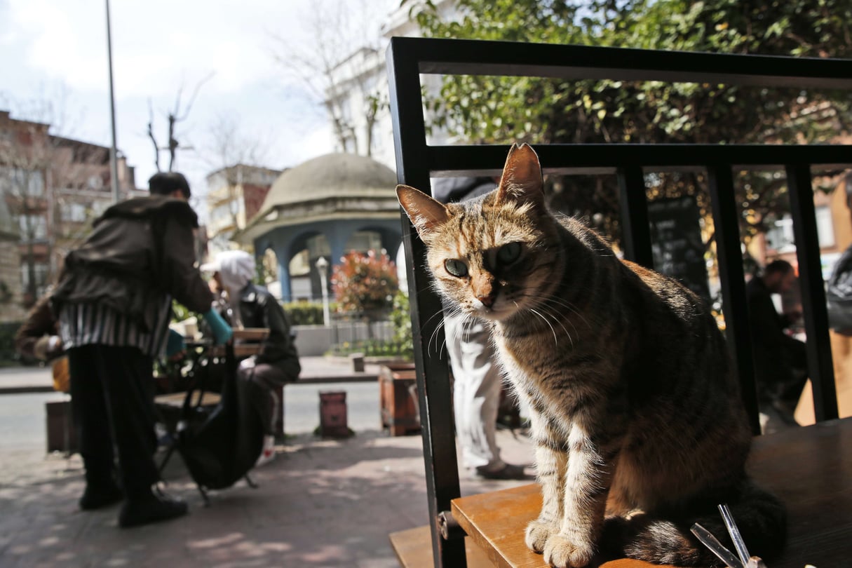 Un chat dans les rues d’Istanbul, le 4 avril 2019. © Lefteris Pitarakis/AP/SIPA