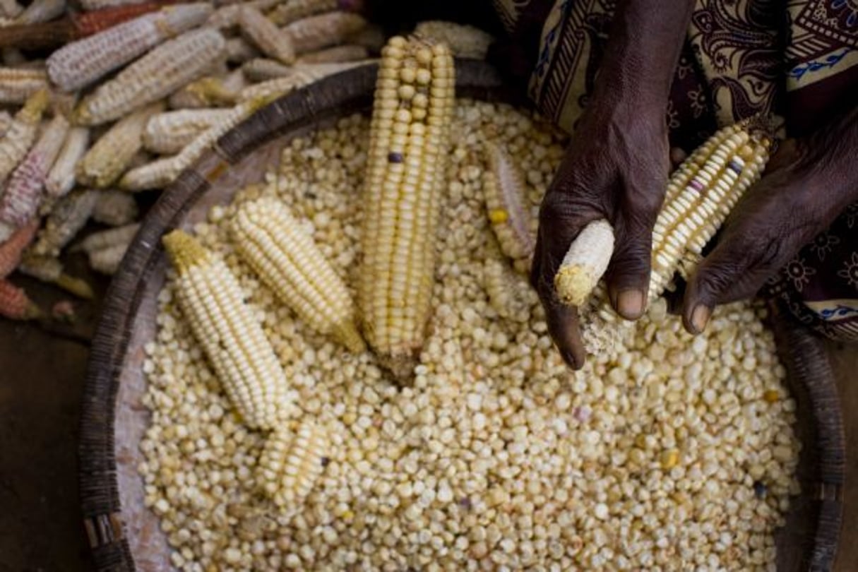 L’agropole de Kara devrait s’étendre sur 165 000 ha et créer au moins 25 000 emplois (photo d’illustration). © Flickr/CC/Africa Food Security 12