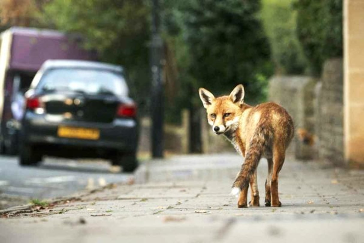 À Londres, la nature sauvage reprend parfois ses droits. © plainpicture/NaturePL/Sam Hobson