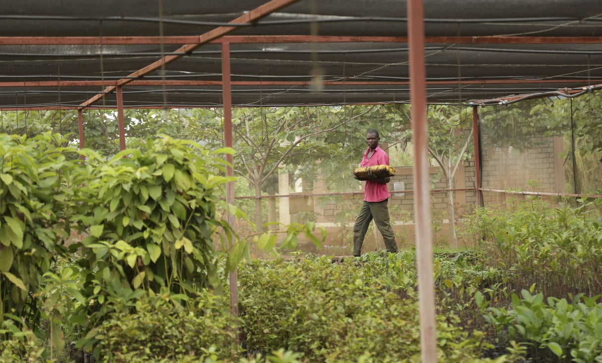 Un homme marche à travers une serre dans un centre d’apprentissage des techniques agricoles durables en Ouganda, en 2017. © Adelle Kalakouti/AP/SIPA