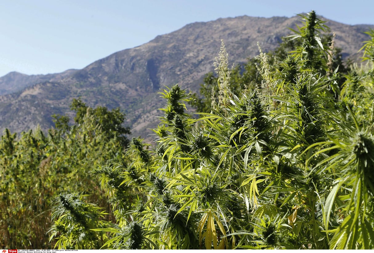 Des plants de cannabis dans les montagnes du Rif, au Maroc (image d’illustration). © Abdeljalil Bounhar/AP/SIPA