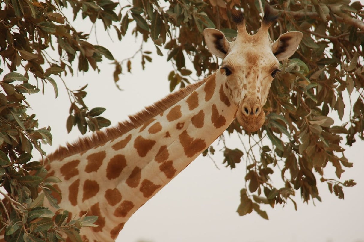 Une girafe dans les environs de Niamey, en 2016 (illustration). © CC / Flickr / Roland