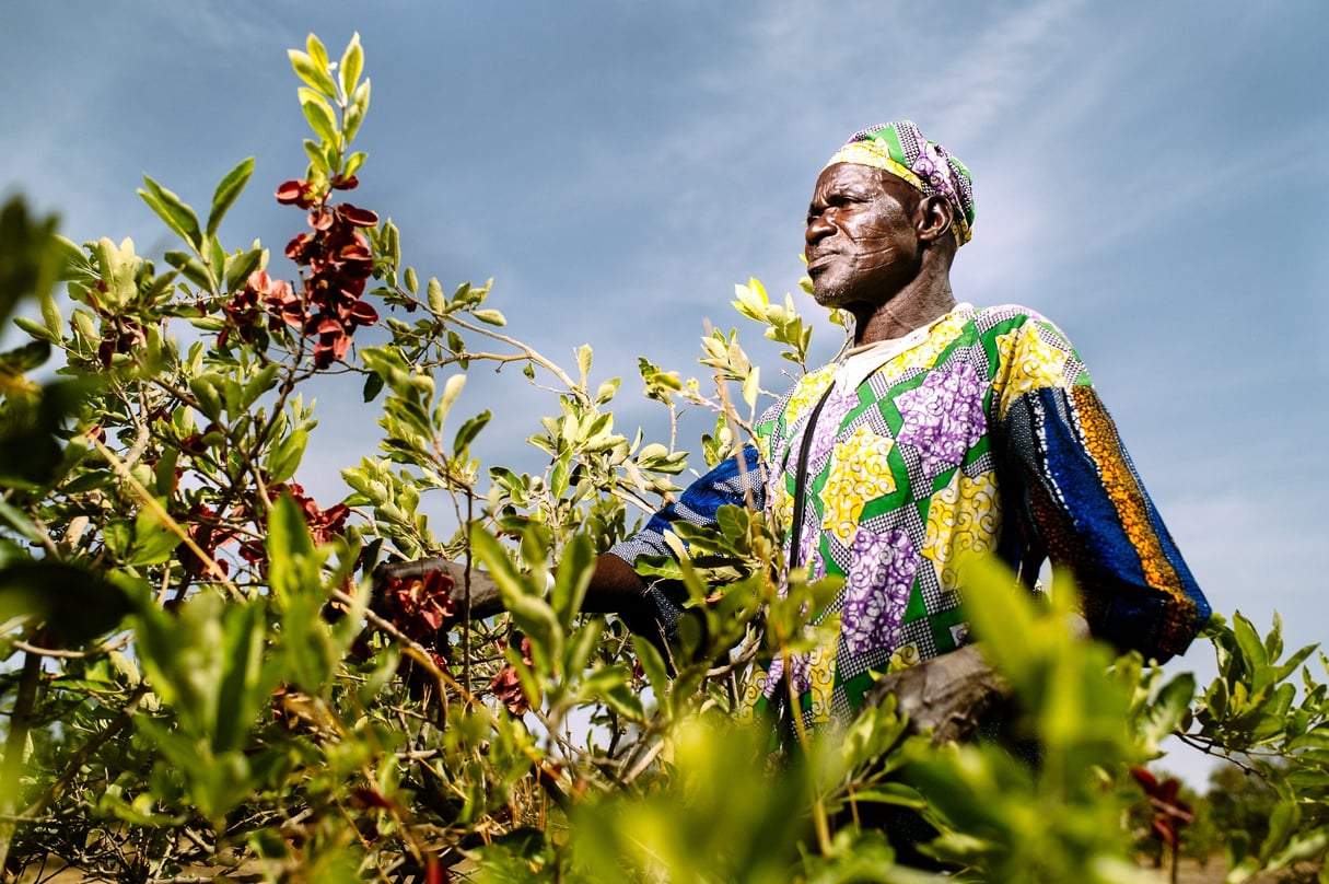 Un homme en pleine récolte de baies, près de Boromo, au Burkina Faso (image d’illustration). © CIFOR