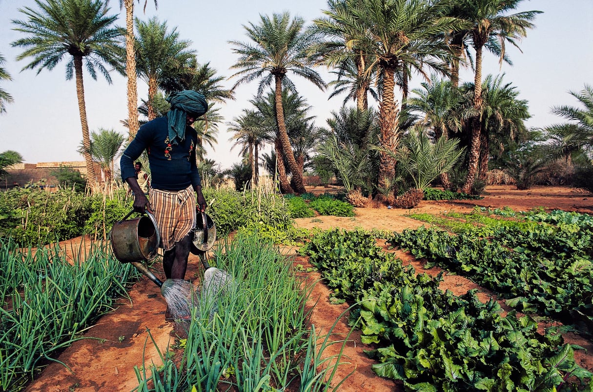 Culture maraîchère en Mauritanie, dans une oasis. © De Agostini via Getty Images