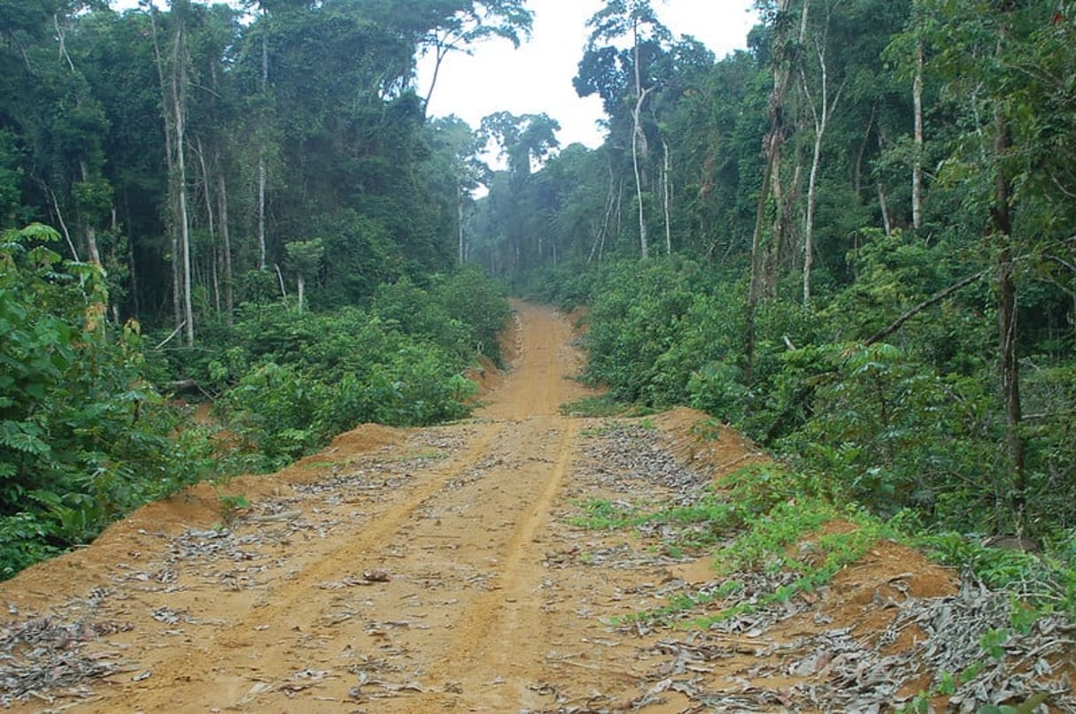 Une piste traversant la forêt, au Gabon. L’enjeu du foncier concerne particulièrement les habitations en milieu forestier. © Ryan