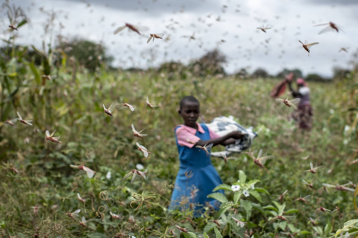 La fille d’un agriculteur tente de chasser des criquets d’un champ, au Kenya, le 22 janvier 2020 © Ben Curtis/AP/Sipa
