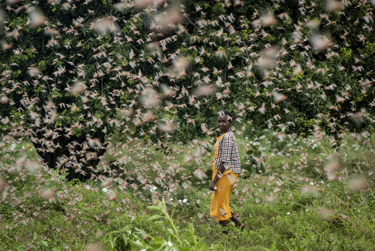 Une fermière dans un essaim de criquets, dans le comté de Kitui, le 24 janvier 2020. © Ben Curtis/AP/SIPA