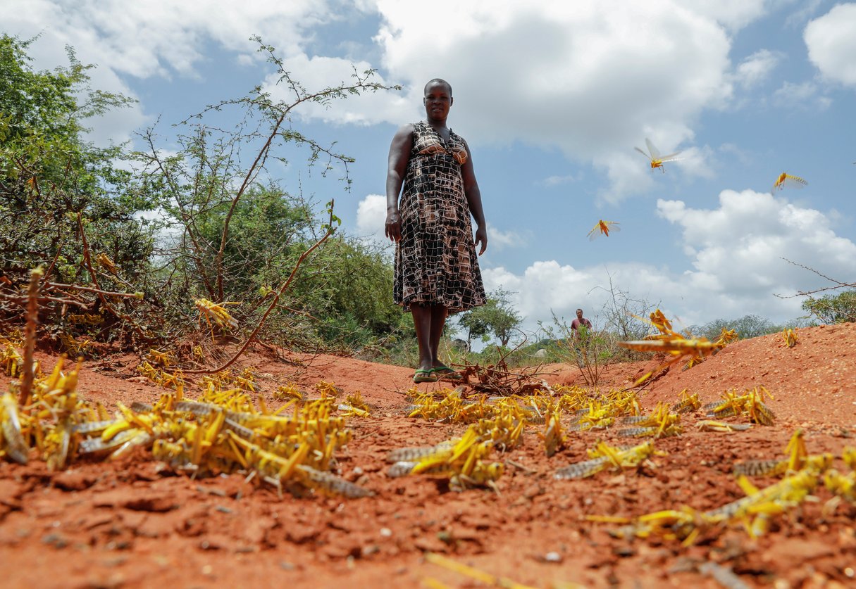 Une fermière kényane de la région de Kyuso inspecte son champs dévasté après le passage d’un essaim de criquets pèlerins. © REUTERS/Baz Ratner
