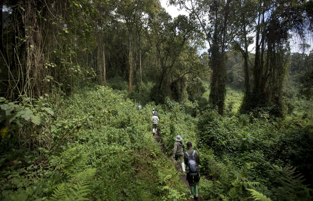 Des touristes marchent à travers la forêt dense dans le Parc National des Volcans, au nord du Rwanda, en 2015. © Ben Curtis/AP/SIPA
