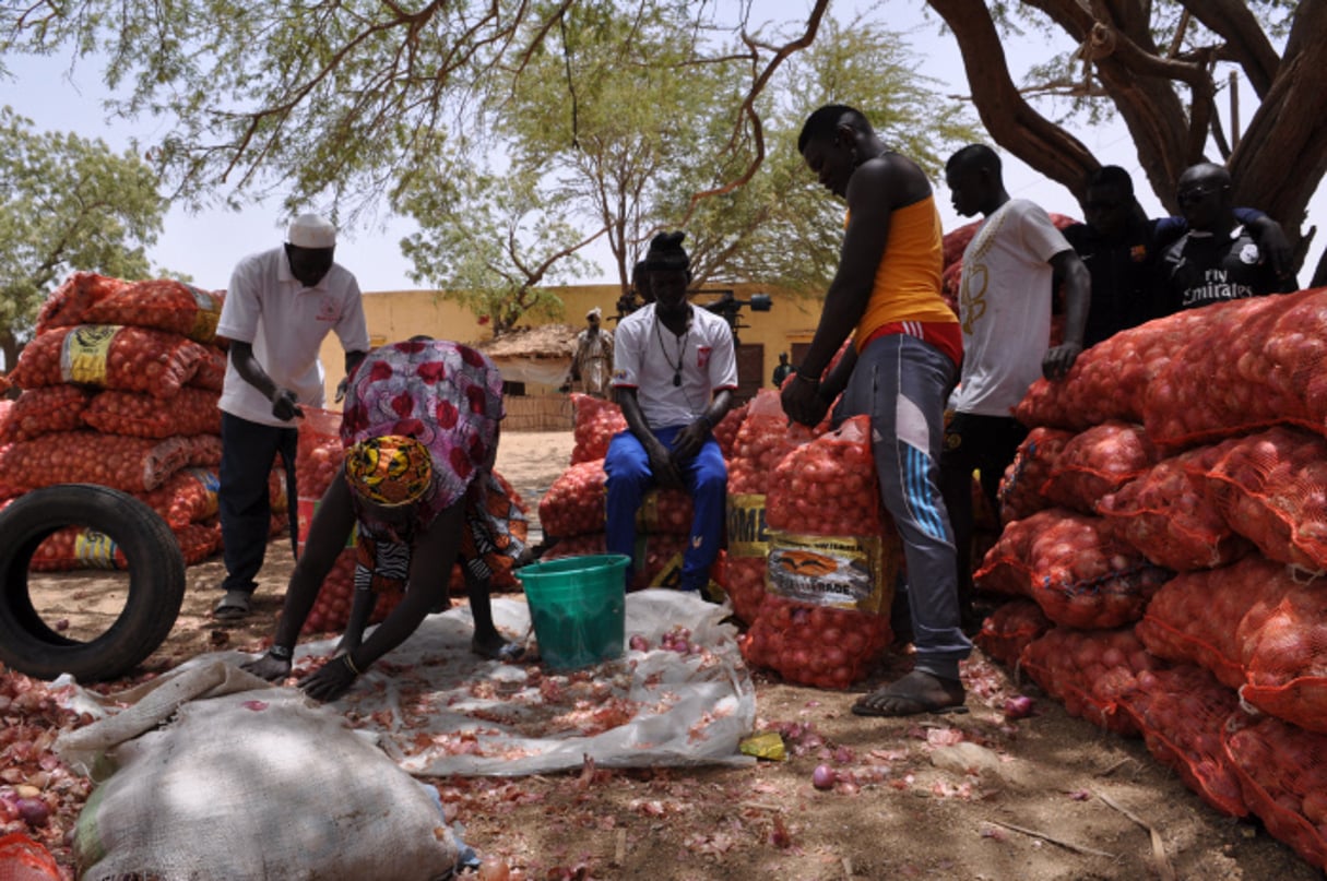Une exploitation d’oignons au Sénégal. © Rose Skelton pour TAR