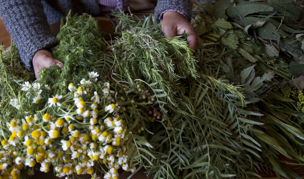 Une sage-femme sélectionne des herbes médicinales, dont l’artemisia, pour soigner une femme enceinte, en Bolivie, en juillet 2017. &copy; Juan Karita/AP/SIPA
