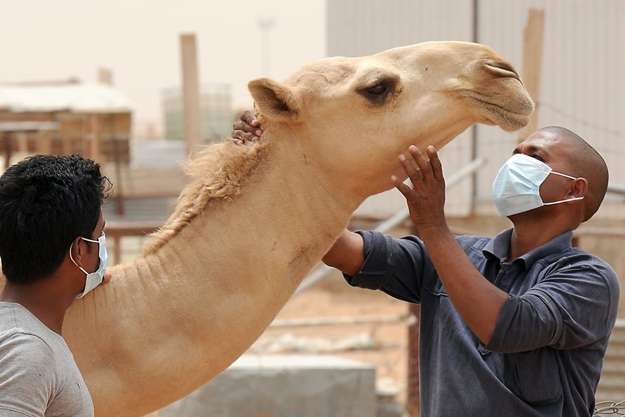 Un employé indien dans une ferme d’Arabie saoudite près de Riyad. Le gouvernement a demandé que soit porté un masque en présence de ces animaux pour éviter de répandre le Mers. © FAYEZ NURELDINE/AFP