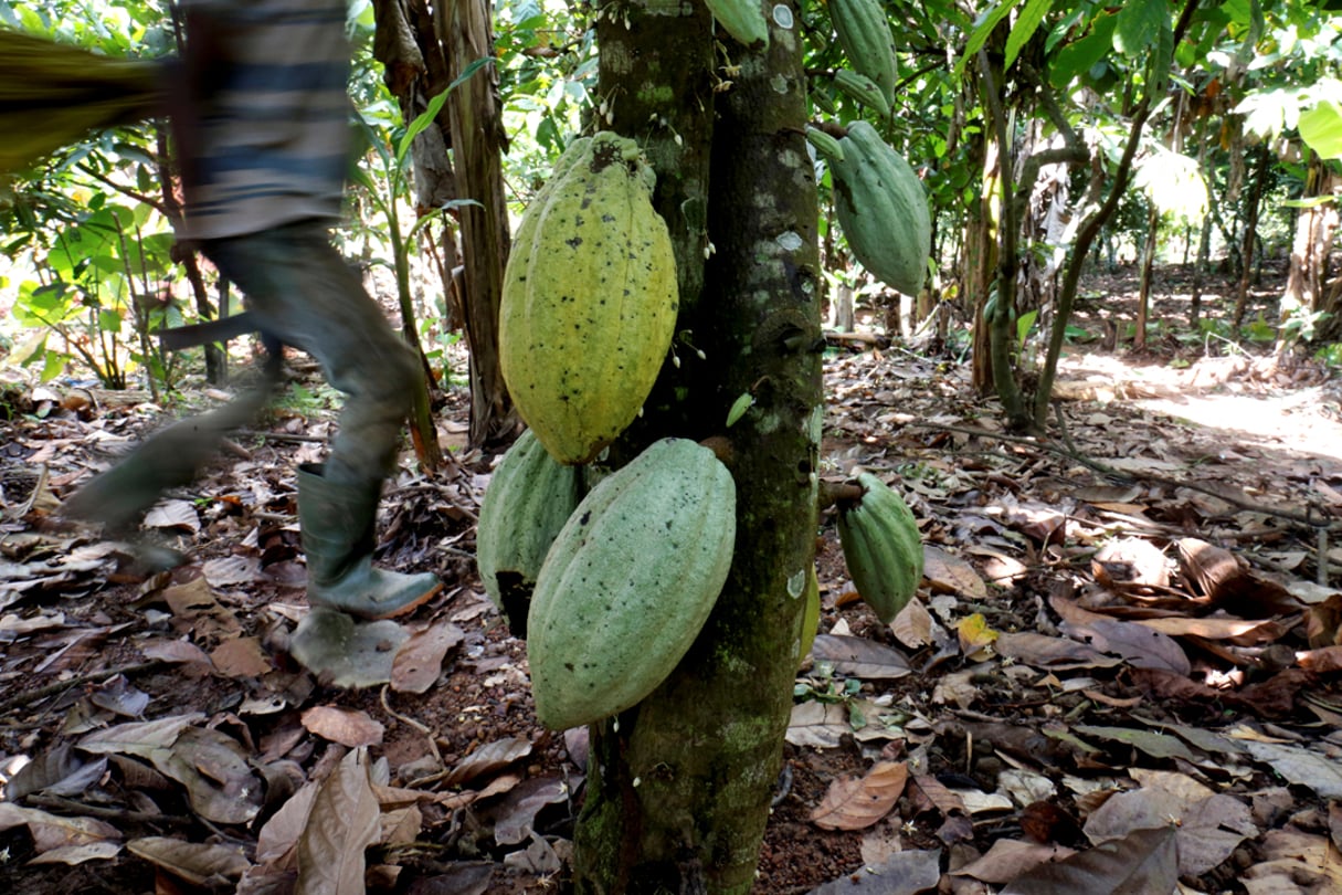 Culture de cacao à Bobia, Gagnoa, Côte d’Ivoire. © Thierry Gouegnon/REUTERS