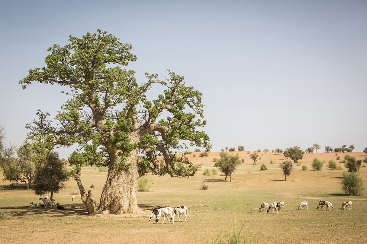 La Grande Muraille verte, une opération de reboisement lancée au Sahel, est destinée à lutter contre le réchauffement climatique et la désertification. © Jane Hahn/REDUX-REA