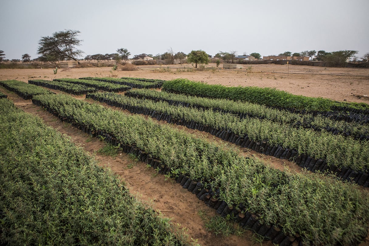 À Mbar Toubab, au Sénégal, 150 000 variétés de plants d’acacia poussent dans un jardin de la Grande Muraille verte. © Jane Hahn/REDUX-REA