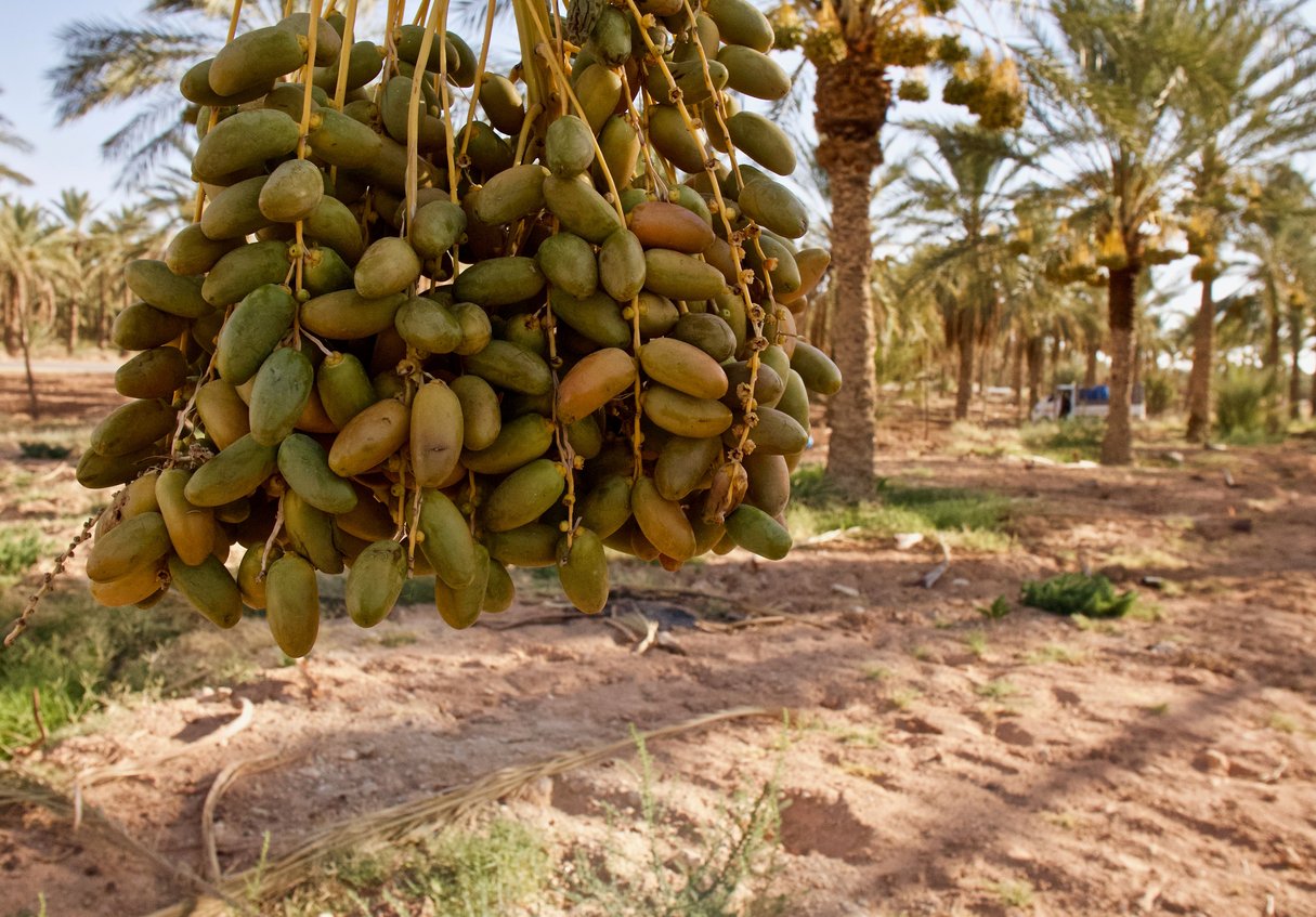 Algérie : le blues des producteurs de dattes - Jeune Afrique