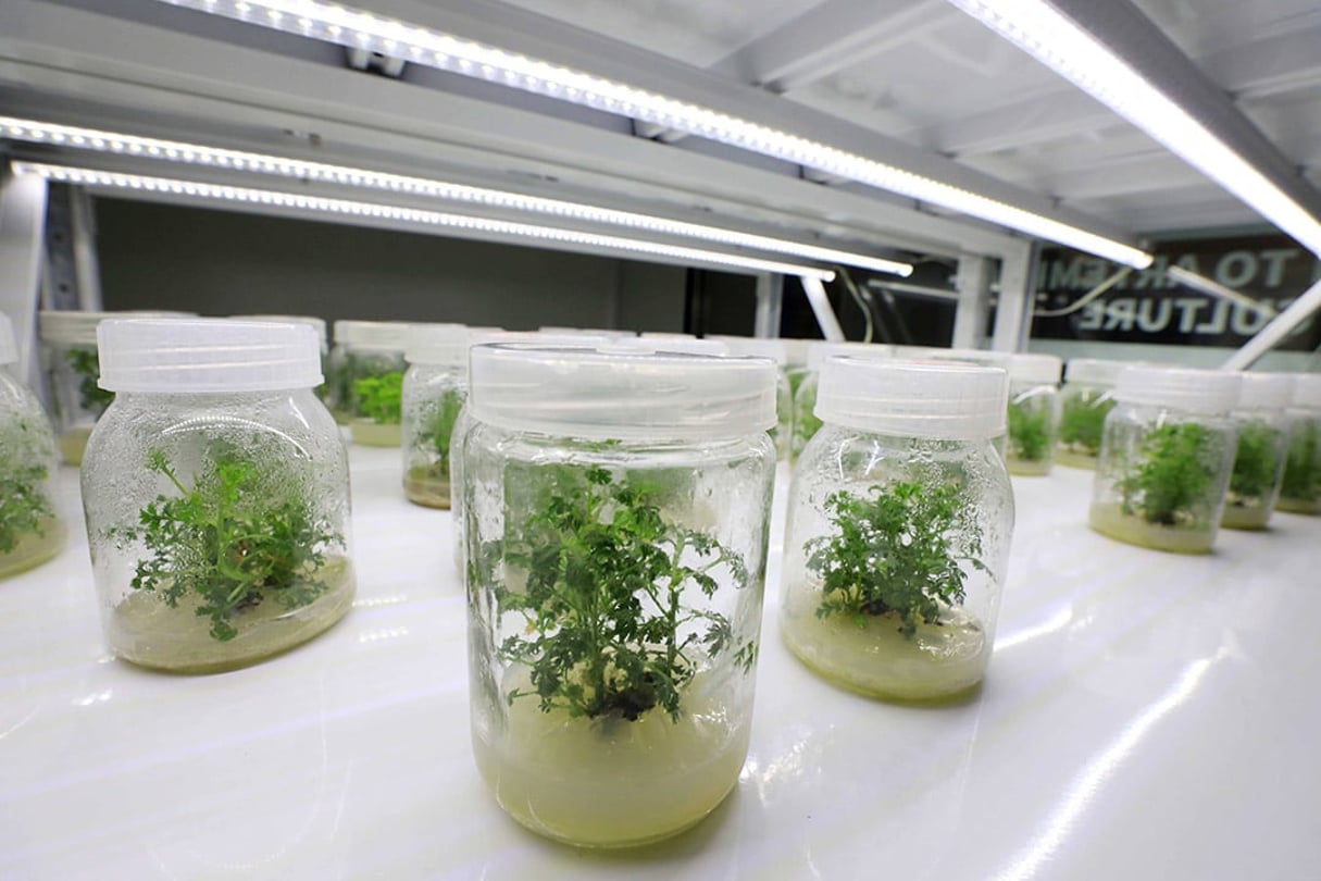 Echantillons d’artémisinine dans le dépôt d’Artemisia Annua à Liuzhou, dans le sud de la Chine, en avril 2020 © Tan Kaixing /Costfoto/Sipa USA