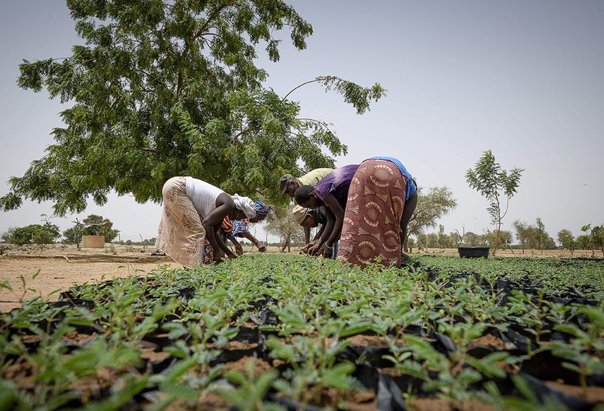 Projet « Un million d’arbres » men » par Sos Sahel avec les paysans de la province de la Gnagna, au Burkina Faso, en juin 2012 © GELEBART/20 MINUTES/SIPA