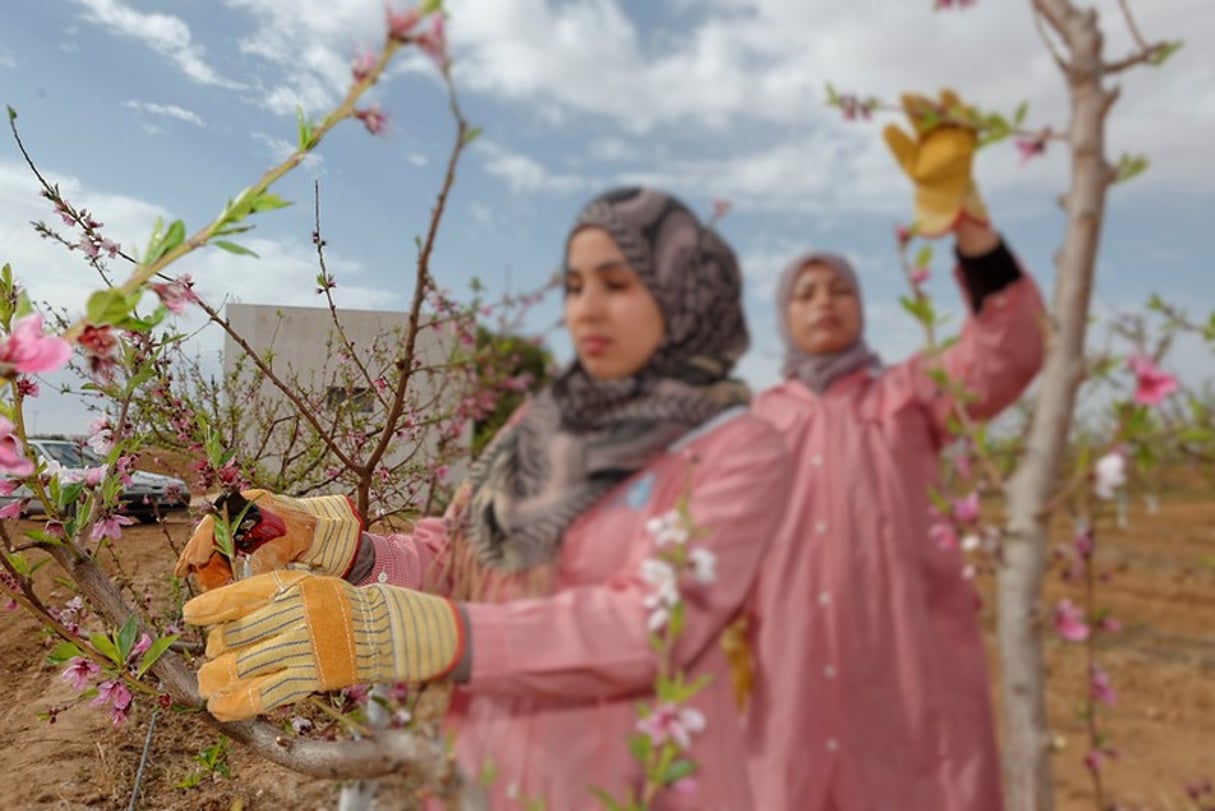 Exploitation agricole à Regueb, en Tunisie. © Marcel Crozet/ILO/Licence CC