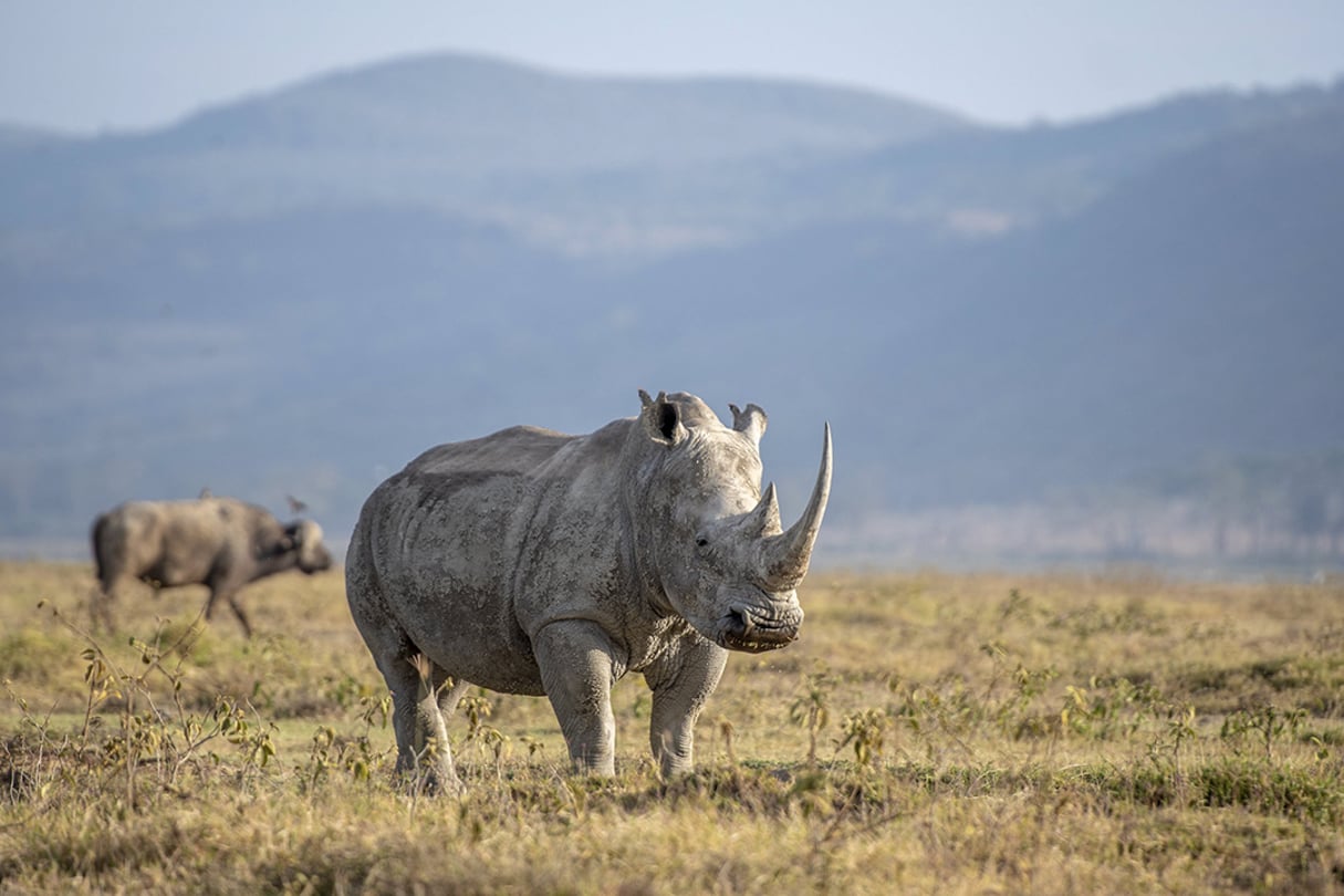 Conservation Capital a lancé le Rhino Impact Bond, un placement lié à la population de rhinocéros au Kenya et en Afrique du Sud. © Edwin Remsberg/ZUMA/REA