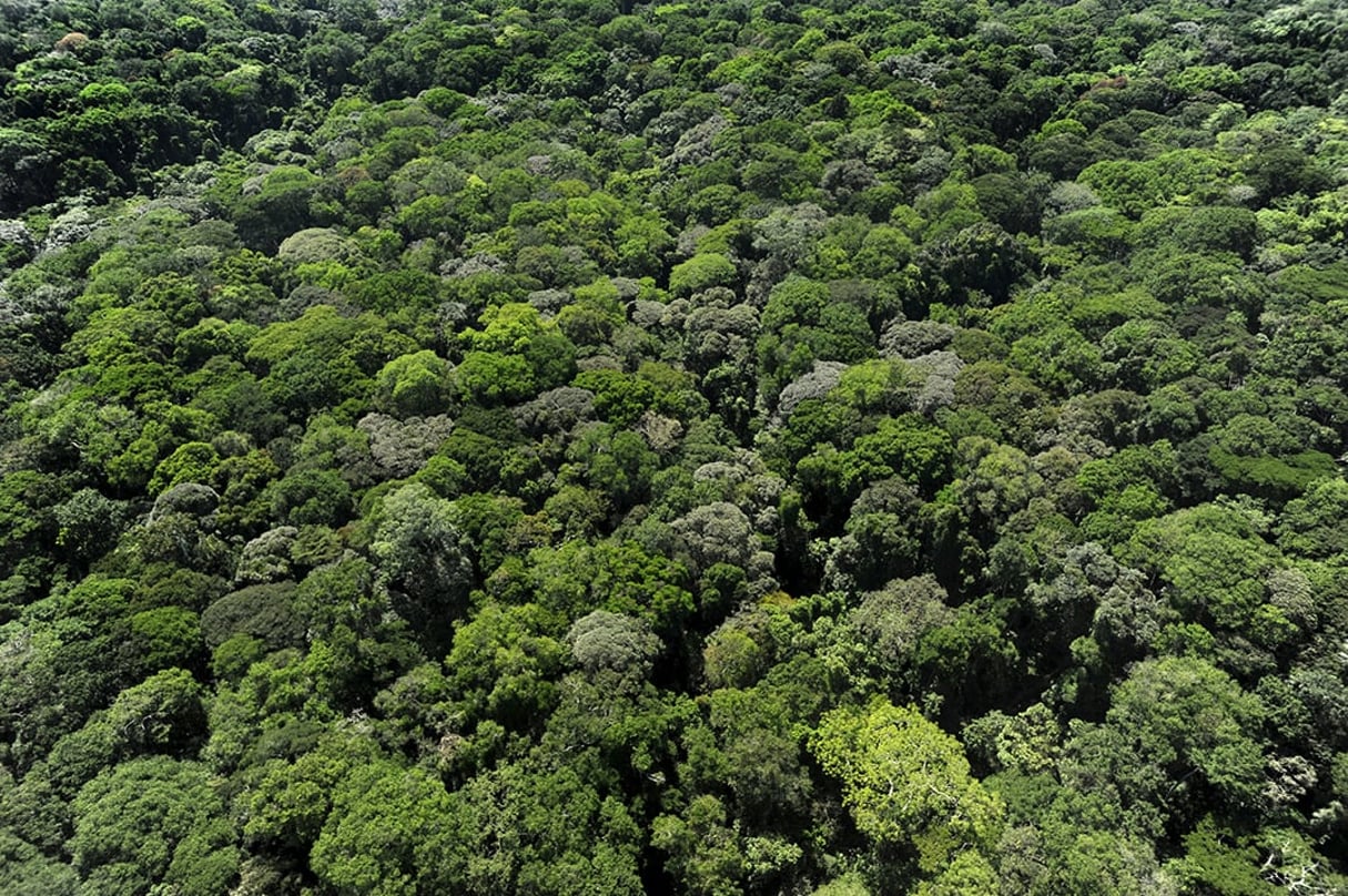 Les forêts du bassin du Congo constituent la deuxième plus vaste forêt tropicale de la planète après l’Amazonie. © Jens GROSSMANN/LAIF-REA