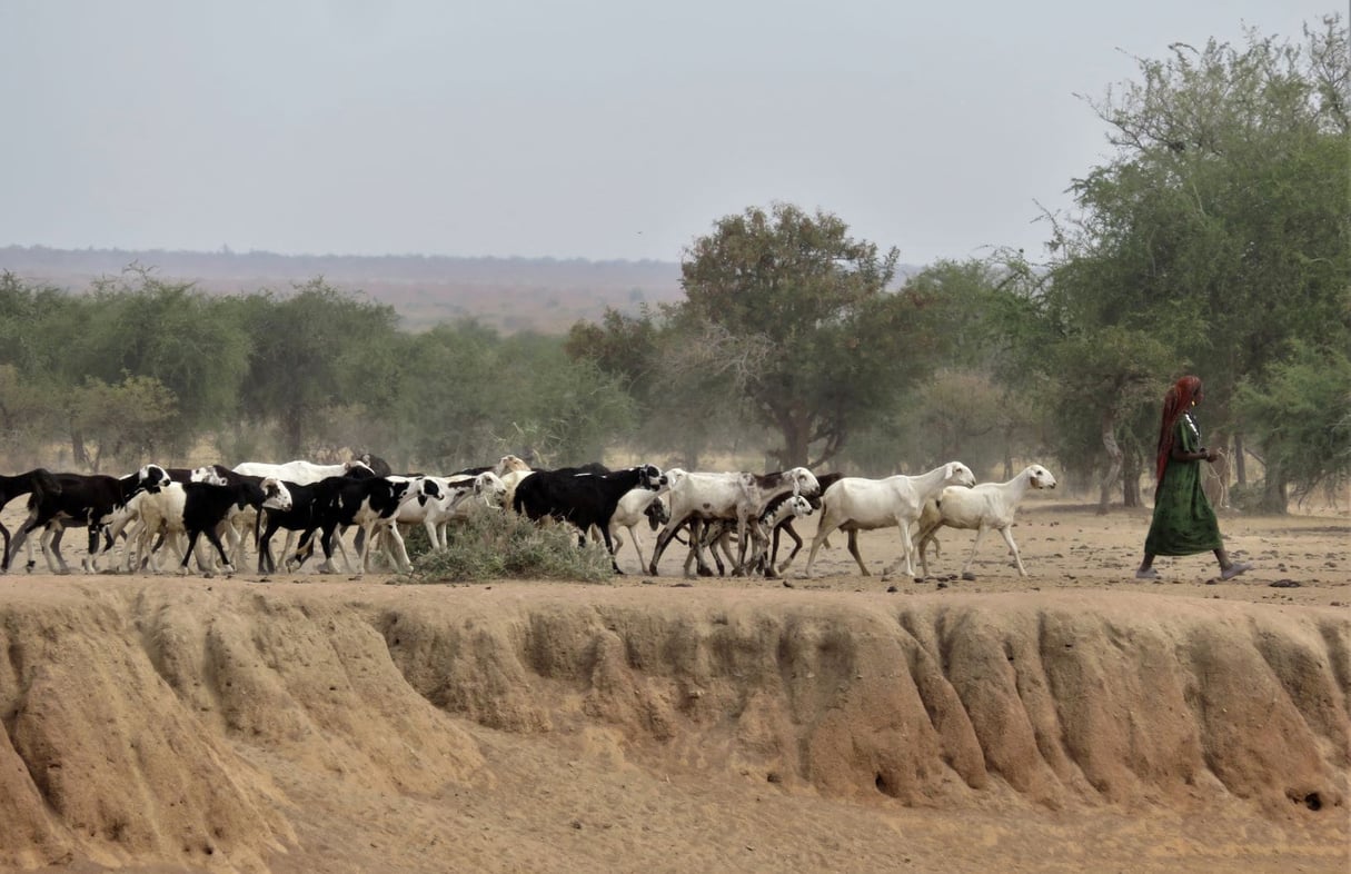 Tous les matins dans le principal marigot dans les environs de Mongo, de la taille d'un demi-terrain de football, les troupeaux des nomades installés à proximité viennent s'abreuver. L'eau est tellement rare que les hommes eux-mêmes doivent parfois boire cette eau boueuse. &copy; Augustin Campos