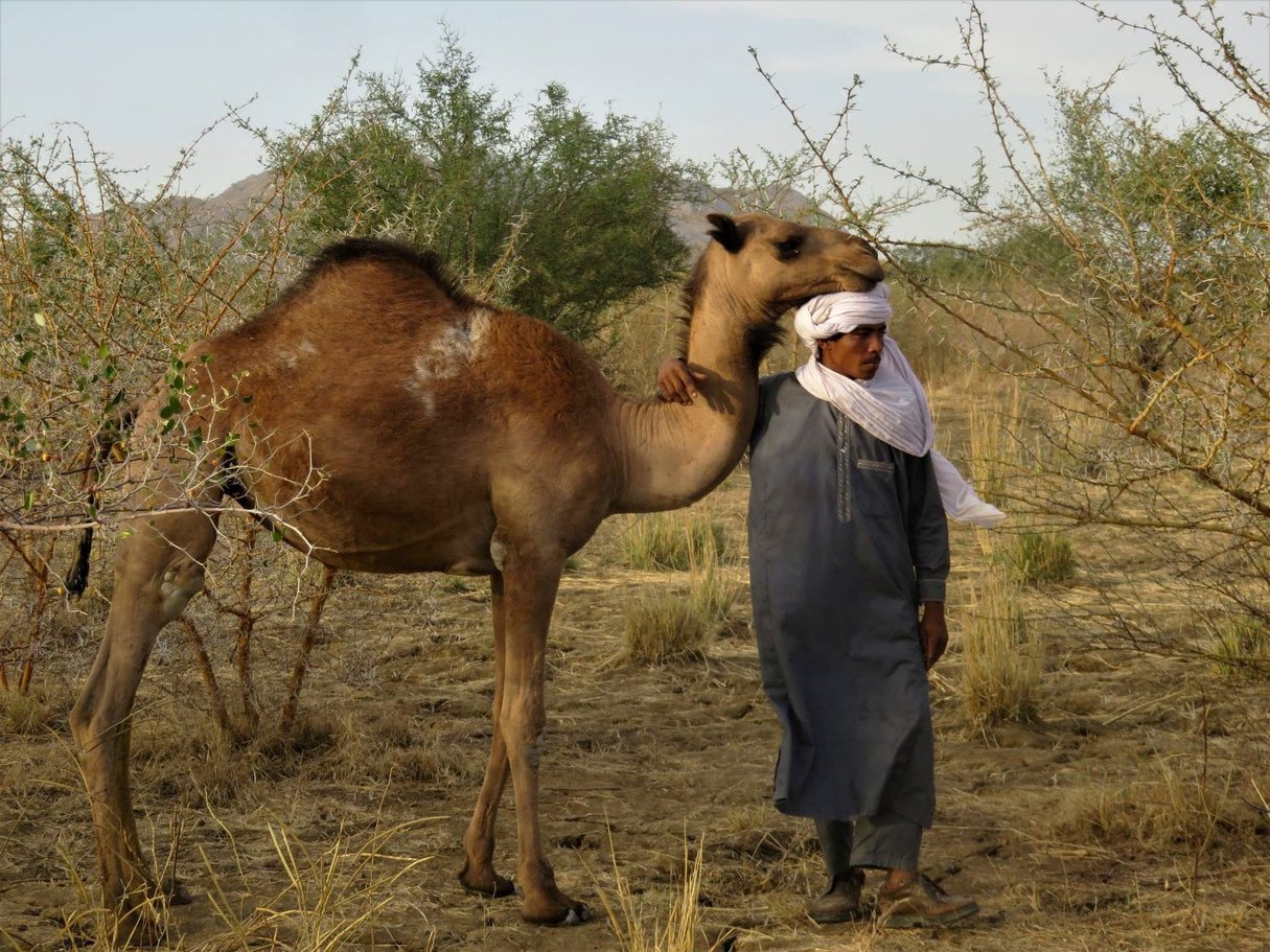 Très attaché aux quelques dromadaires que son père lui a légué, Cherif Hamit sait qu'il n'en a plus pour très longtemps. Quand la famille Hamit n'aura plus de bêtes, elle n'aura d'autres choix que de se sédentariser. Du haut de ses 21 ans, le jeune homme ne voit pas ça d'un mauvais œil : "la vie de nomade est difficile, il y a beaucoup de souffrance, c'est pour cela que je préfère la vie en ville". &copy; Augustin Campos